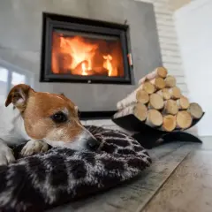 Piesek grzeje się przy kominku, a stos drewna obok sugeruje, że radiator do kominka to świetny pomysł na zimowe wieczory.