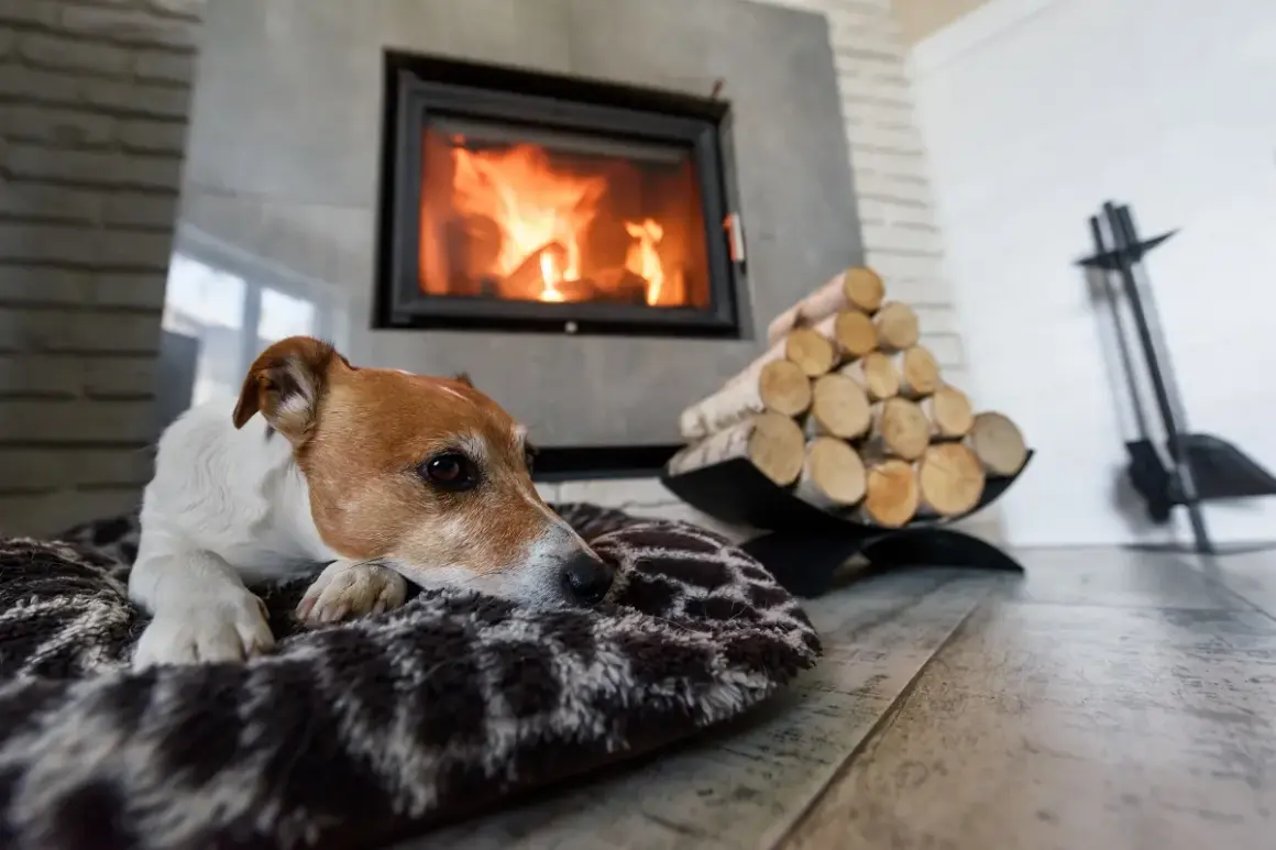 Piesek grzeje się przy kominku, a stos drewna obok sugeruje, że radiator do kominka to świetny pomysł na zimowe wieczory.